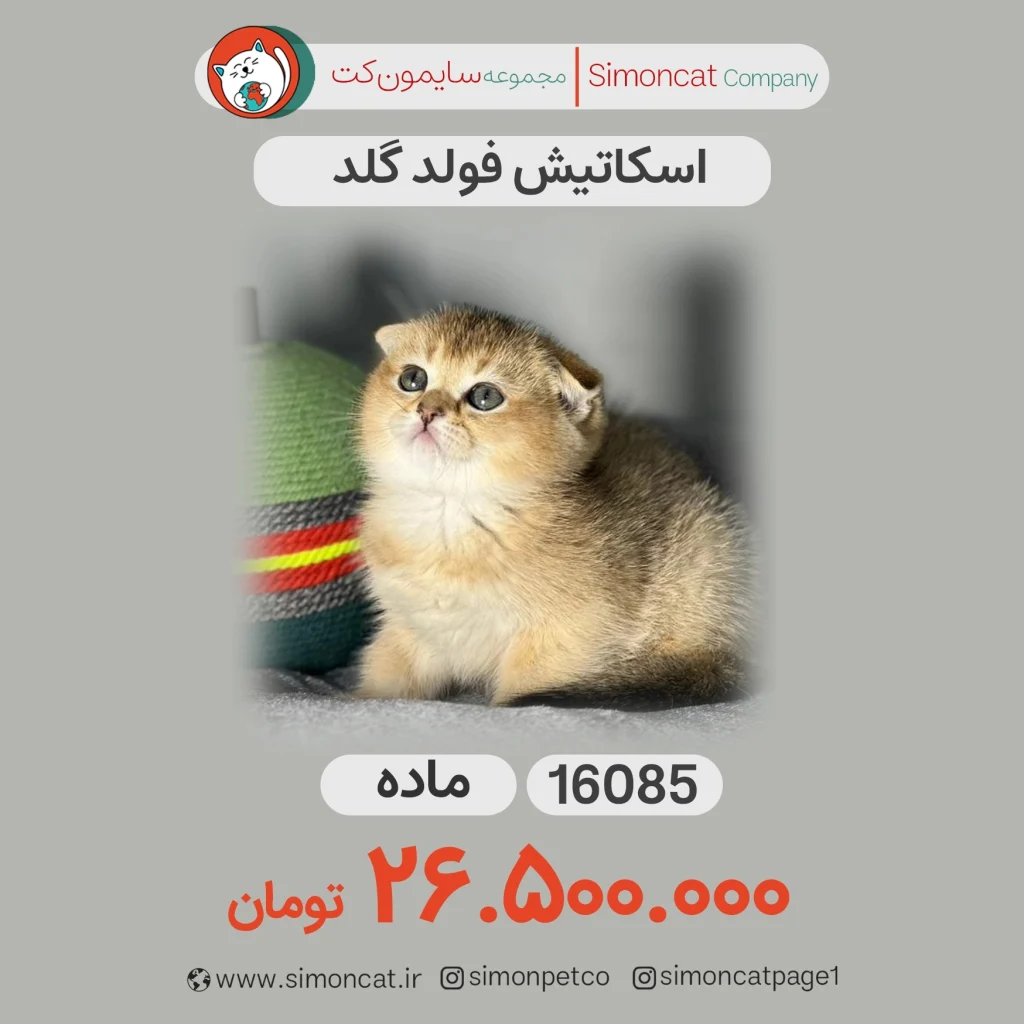 اسکاتیش فولد گلد کد 16085