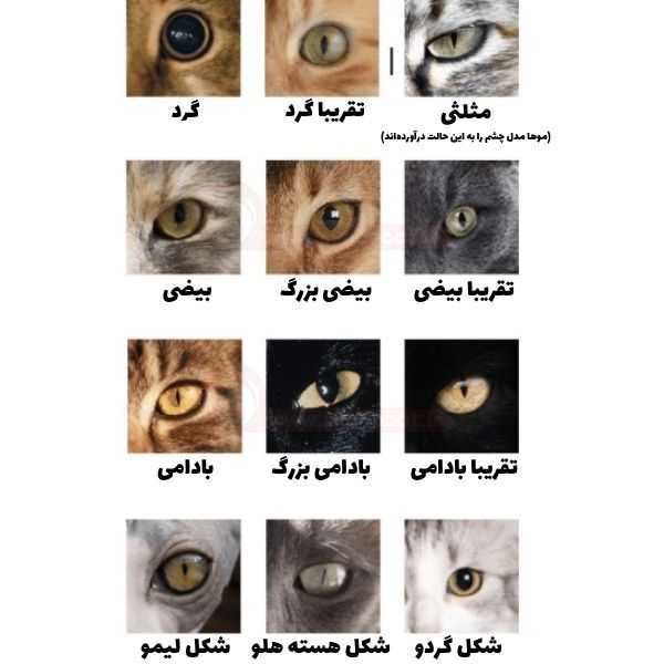 انواع مردمک چشم های گربه