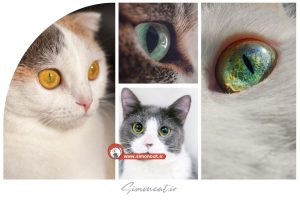 انواع مردمک چشم گربه