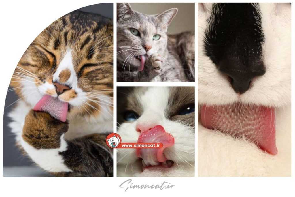 ایا زبان گربه تمیز است