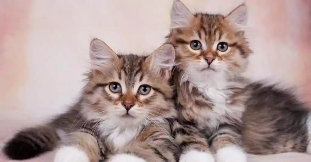 بچه گربه سیبرین