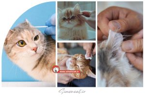 تمیز کردن گوش گربه در خانه