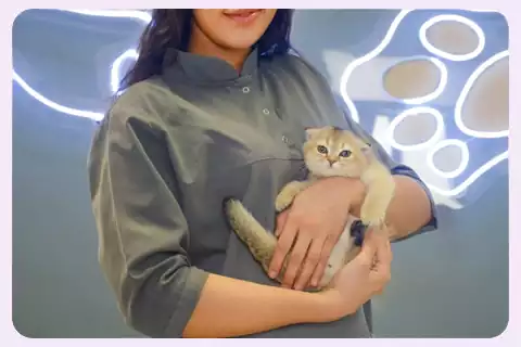خرید و فروش گربه