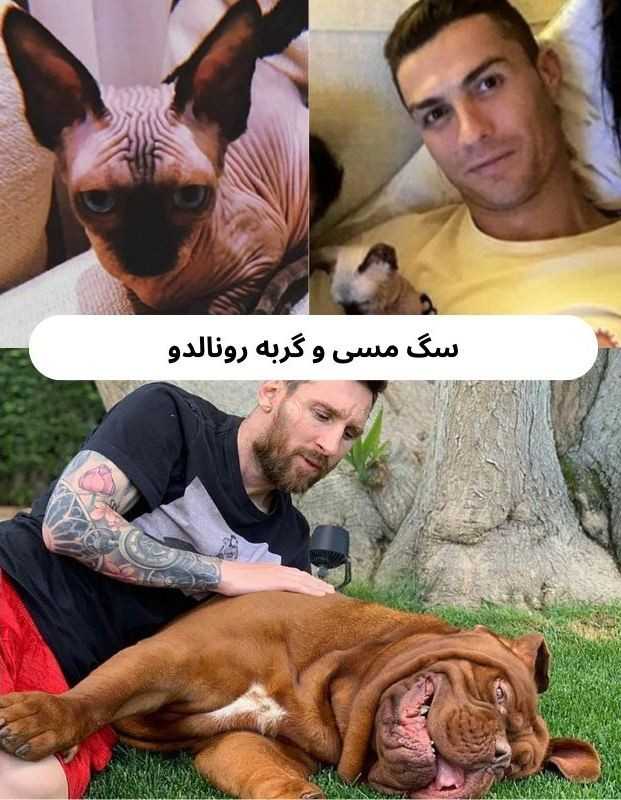 سگ مسی و گربه رونالدو
