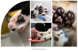 سیاه شدن پاستیل گربه