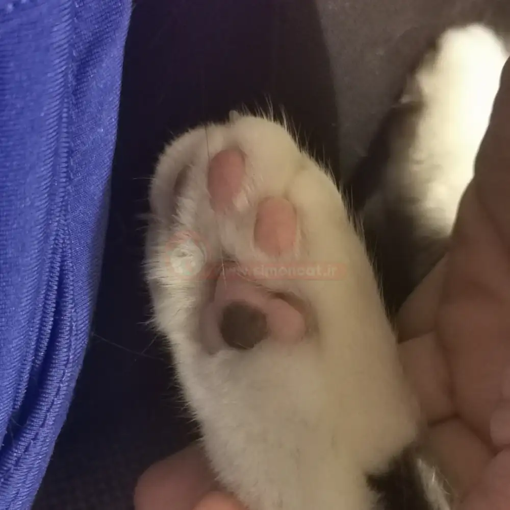 سیاه شدن کف پنجه گربه