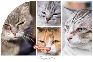 عفونت چشم گربه