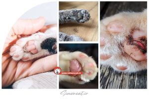 علت زخم شدن پای گربه