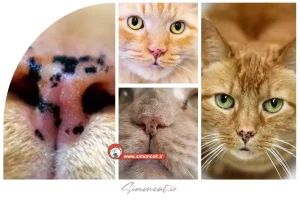 علت سیاه شدن دماغ گربه