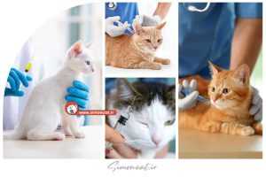 قیمت واکسن سه گانه گربه