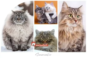 قیمت گربه سیبرین