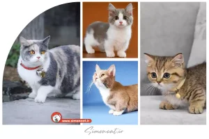 قیمت گربه مانچکین