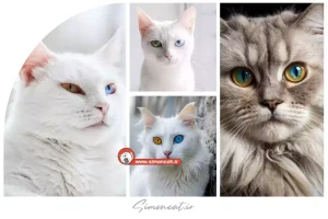 قیمت گربه چشم دو رنگ