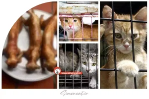 مصرف گوشت گربه بررسی علمی، فرهنگی و مذهبی