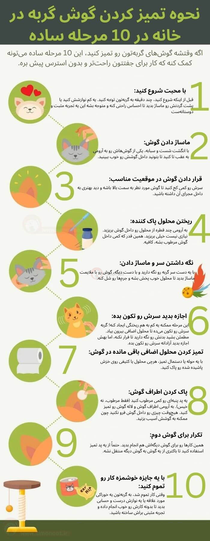 نحوه تمیز کردن گوش گربه در خانه با ده مرحله