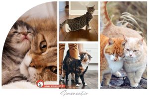 نشانه های فحل شدن گربه