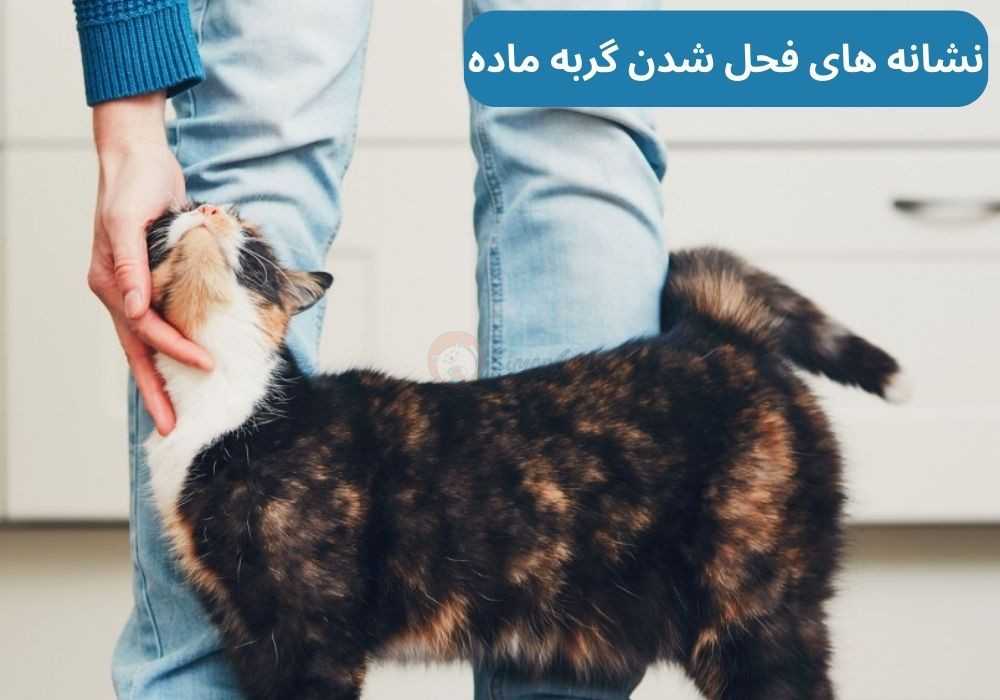 نشانه های فحل شدن گربه ماده