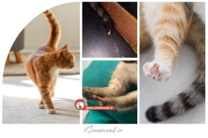 نکروز دم گربه چیست