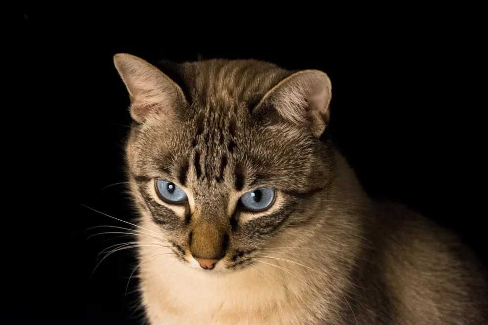 ویژگی بینایی گربه