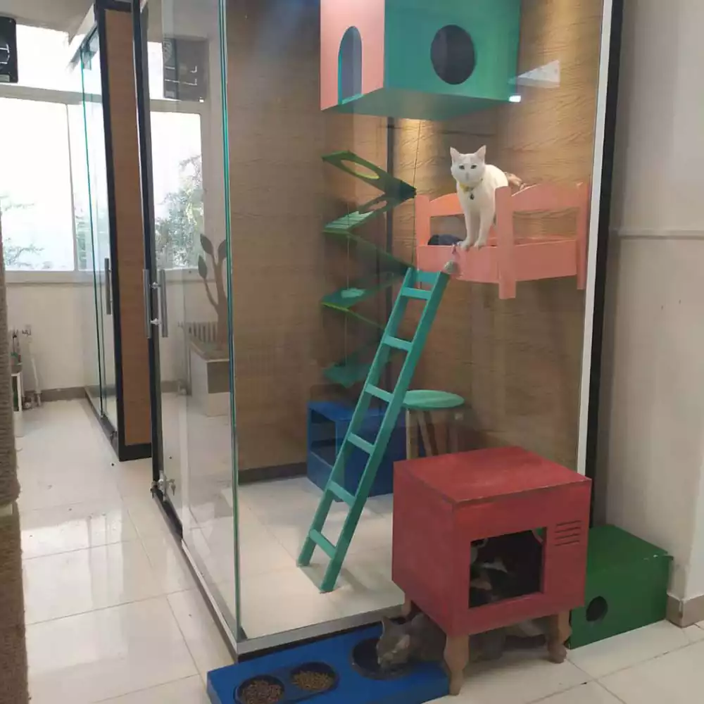 پانسیون گربه سایمون کت
