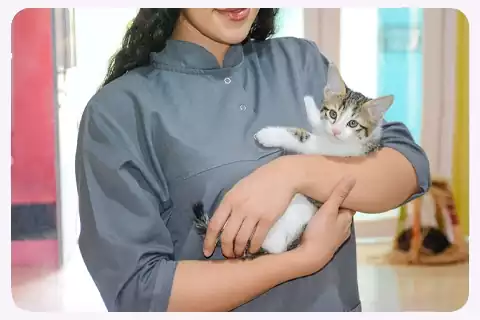 پانسیون گربه