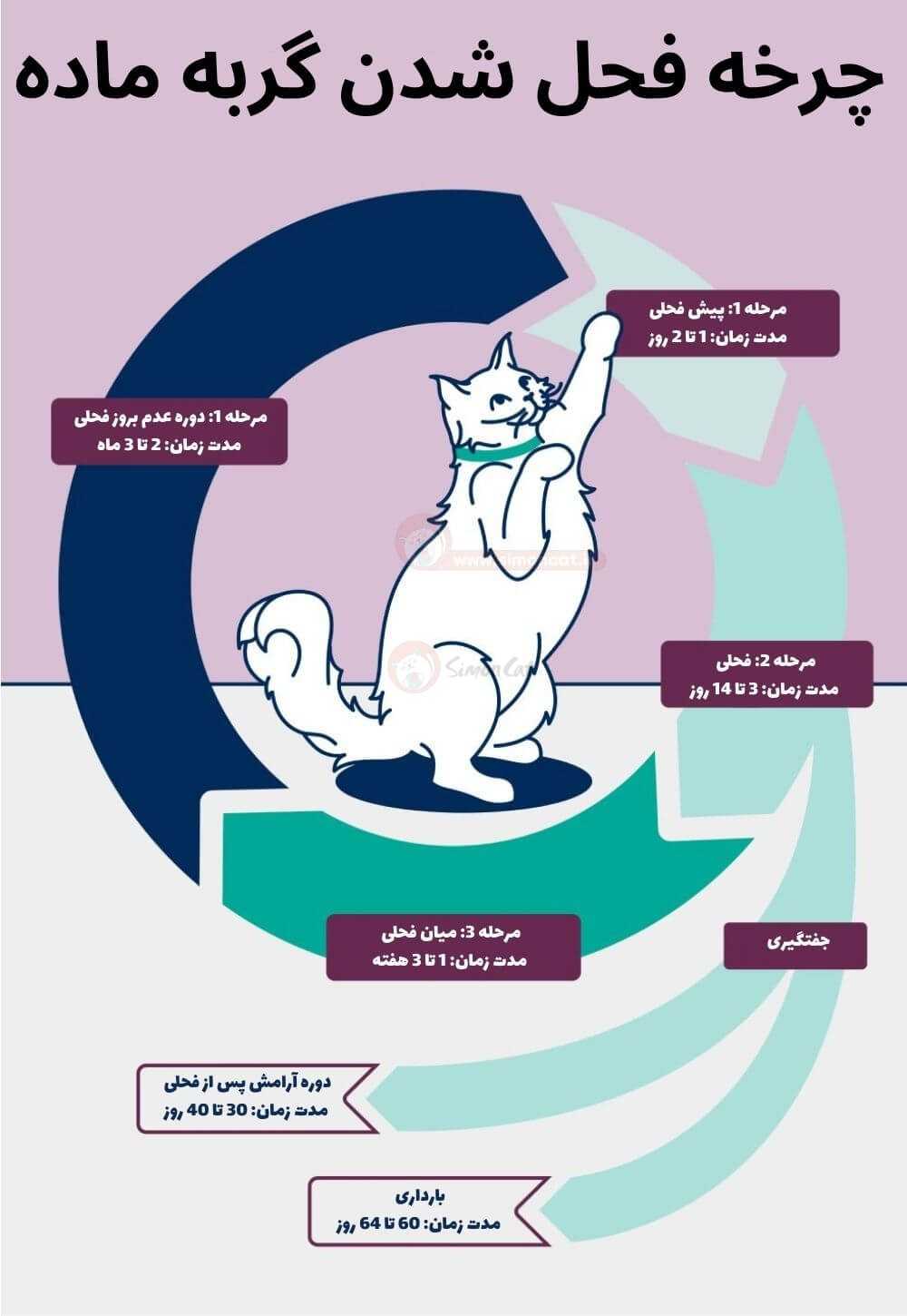 چرخه فحل شدن گربه ماده