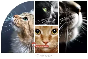 کاربرد سبیل گربه