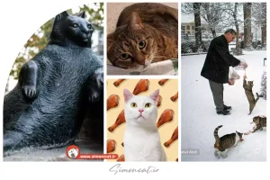 کدی، گربه به زبان ترکی