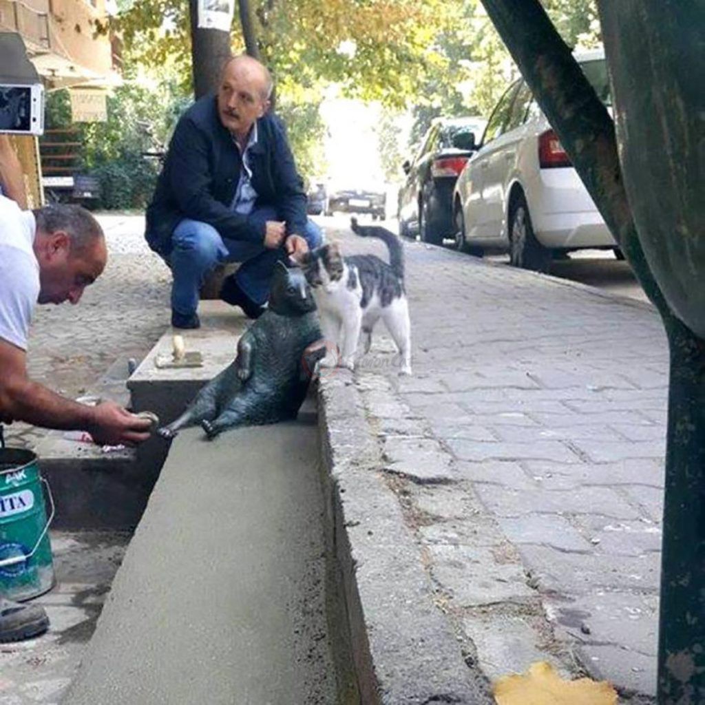 گربه در ترکیه