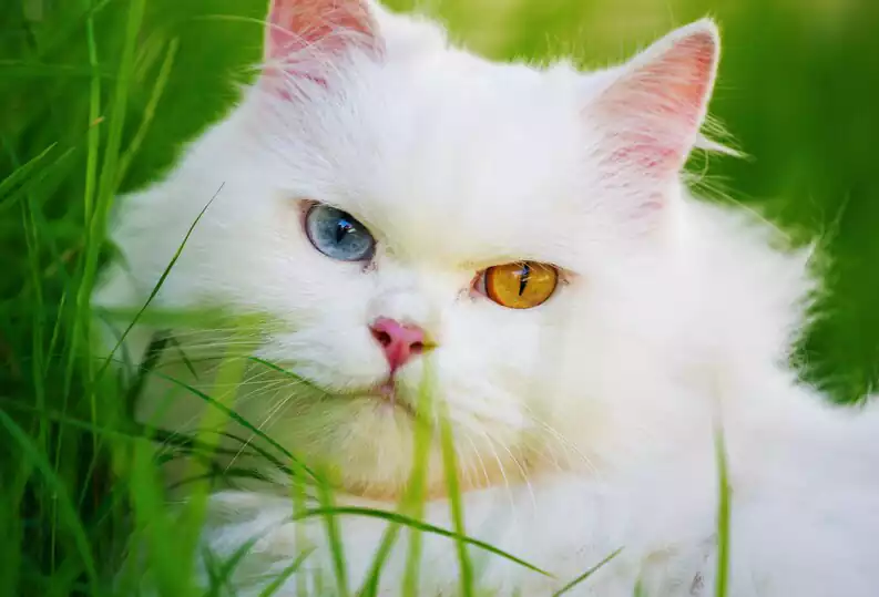 گربه سفید پرشین