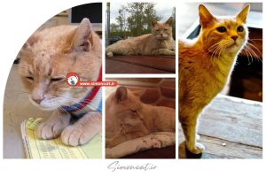 گربه شهردار