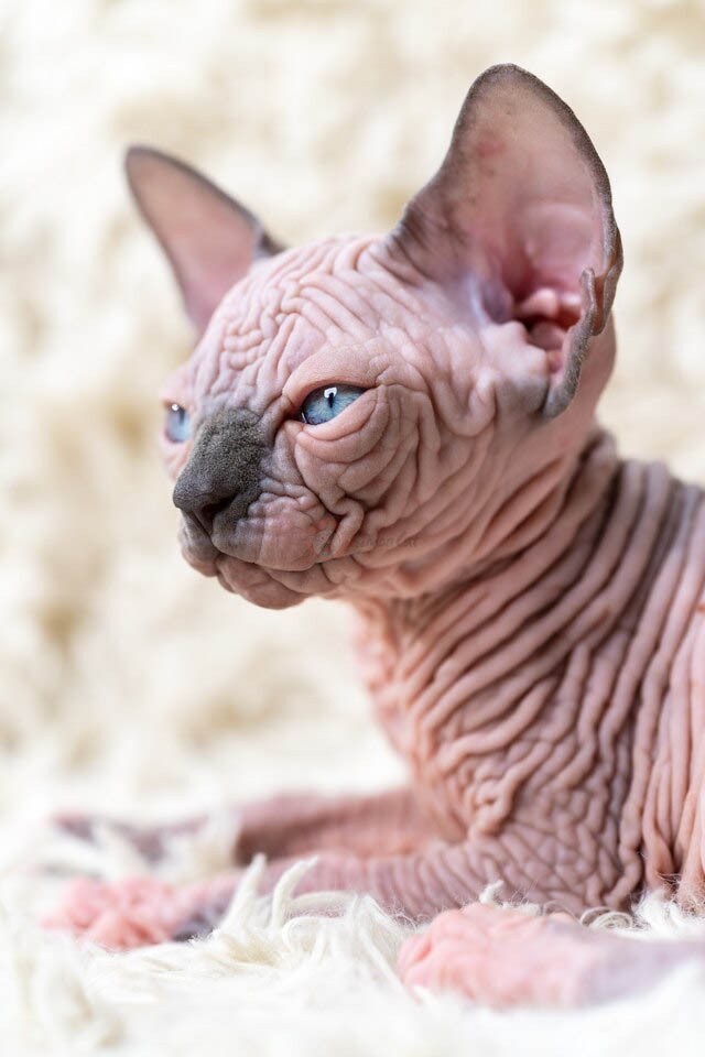 گربه صورتی بدون مو