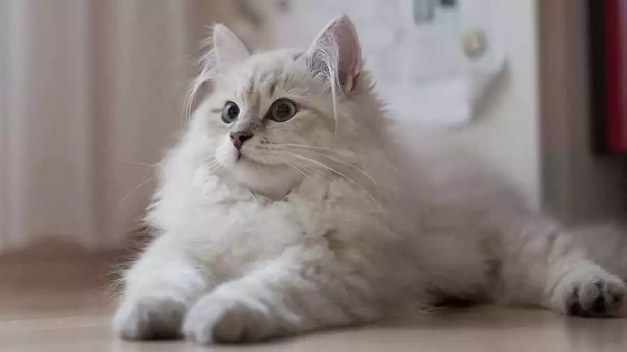 گربه نژاد سیبری