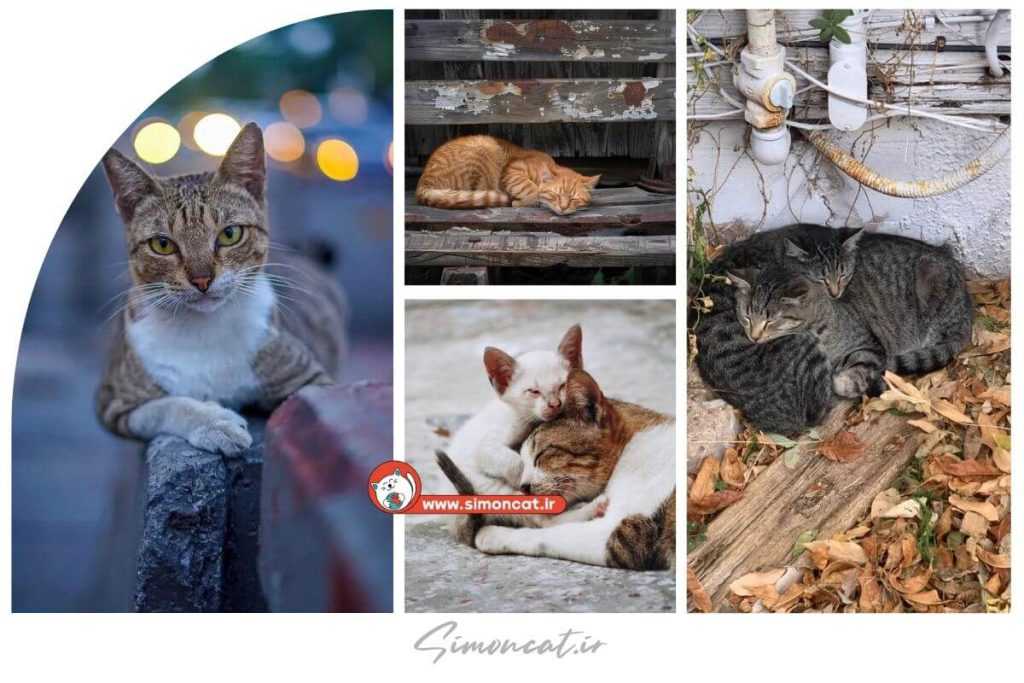 گربه های خیابانی شبها کجا میخوابند