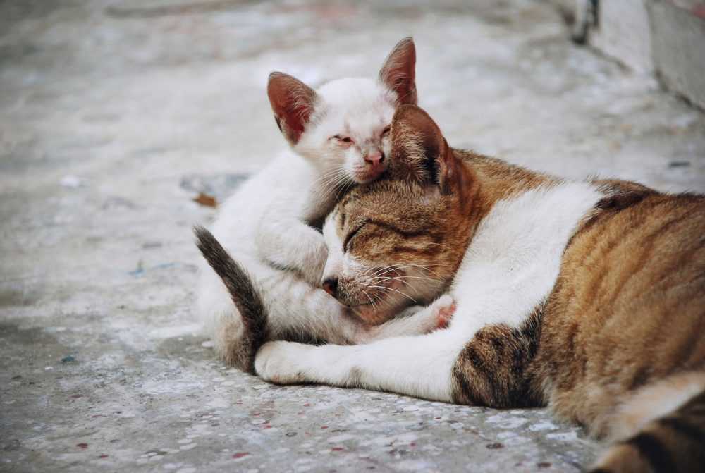 گربه های خیابانی و محل خواب آنها