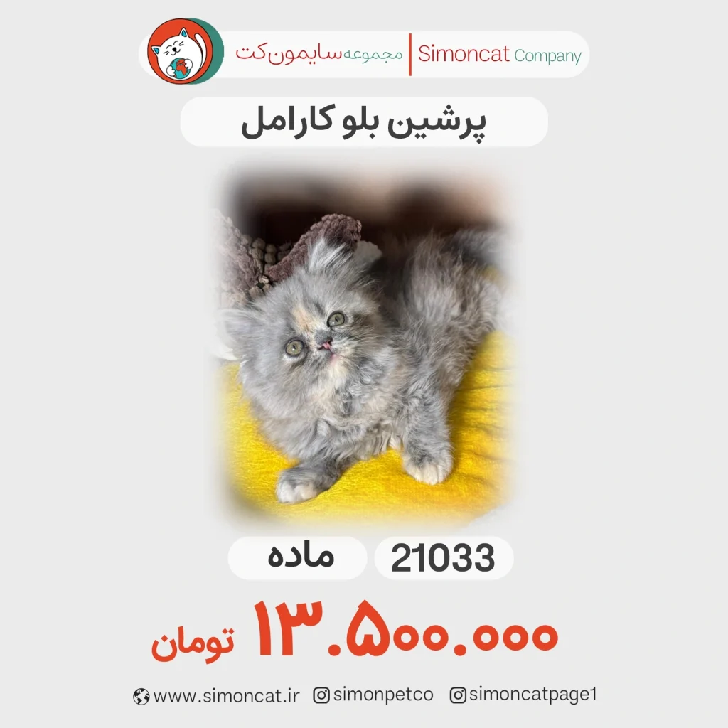 گربه پرشین بلو کارامل