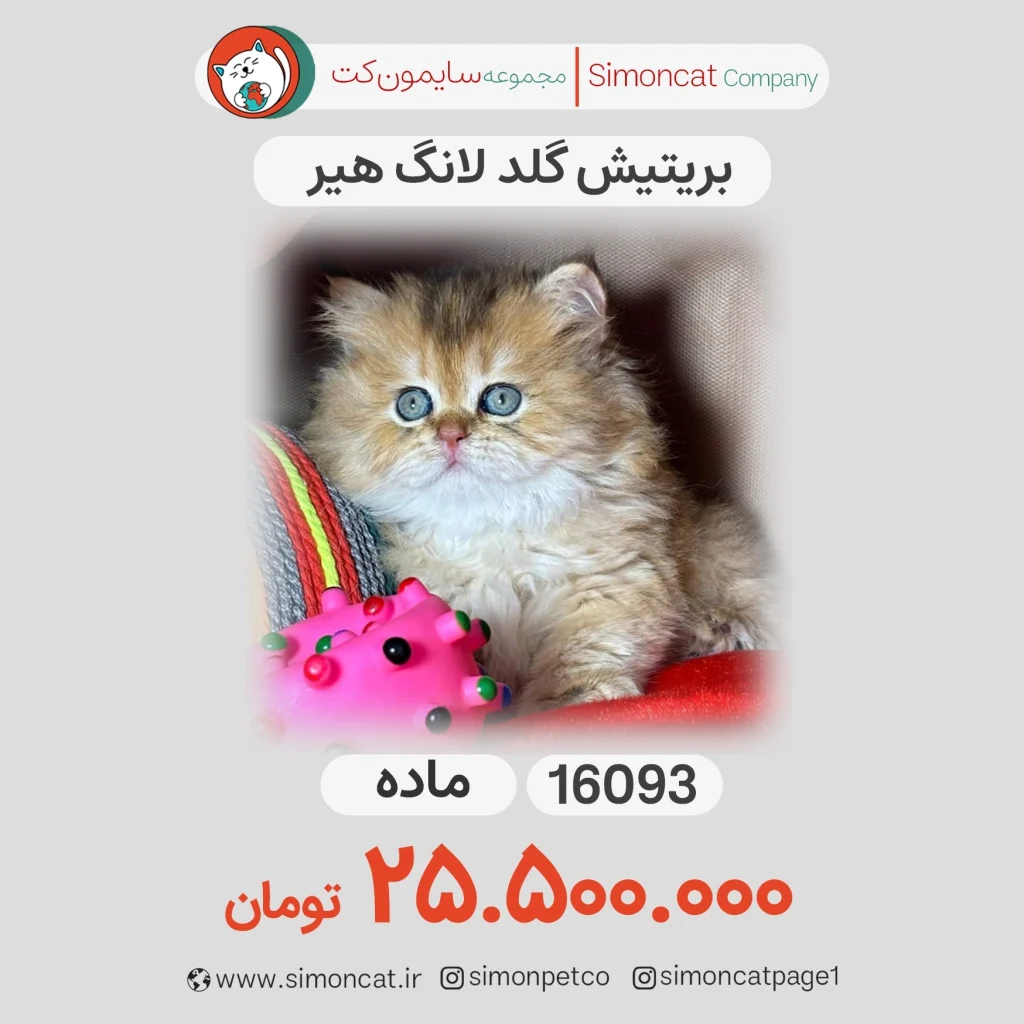 گربه پرشین گلد لانگ هیر کد 16093