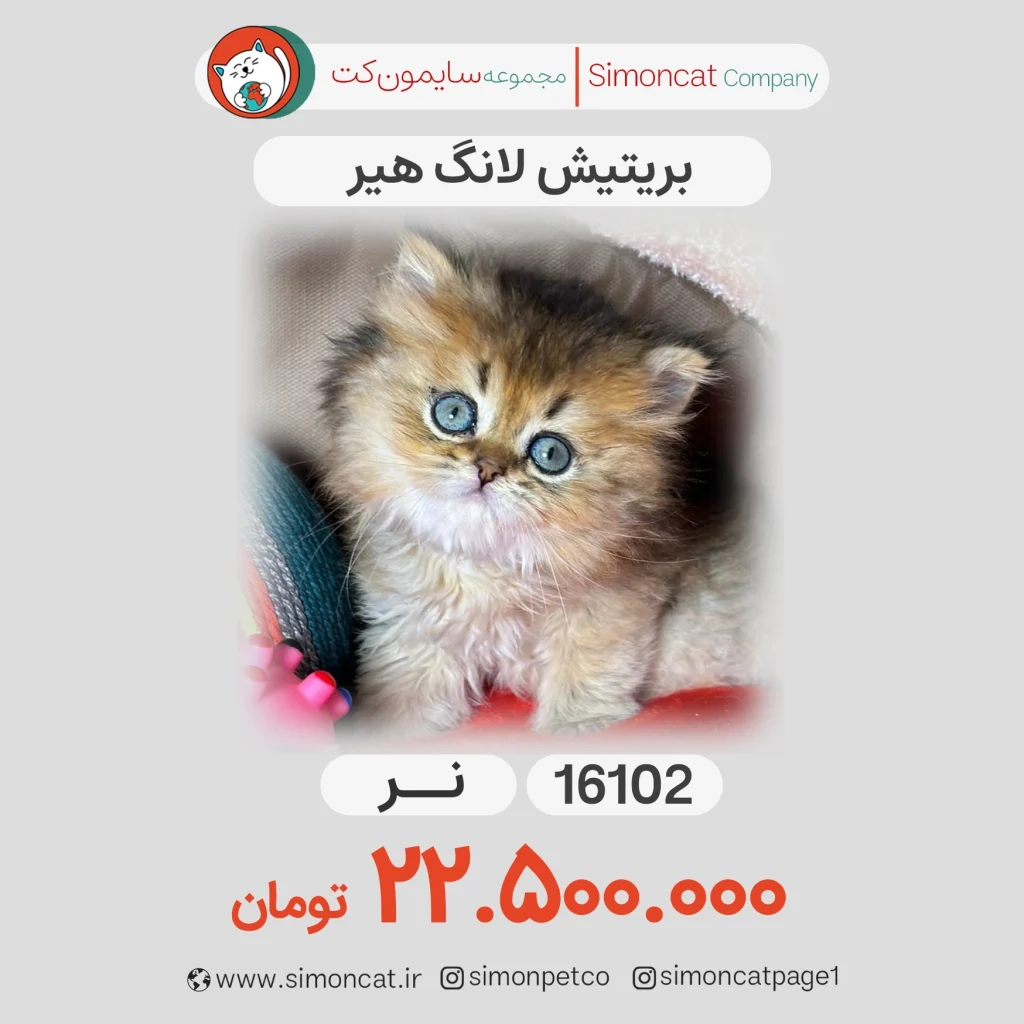 گربه پرشین گلد لانگ هیر کد 16102