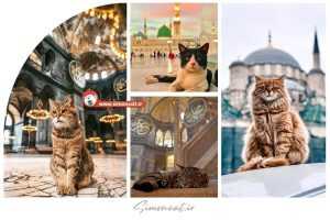 گربه پیامبر