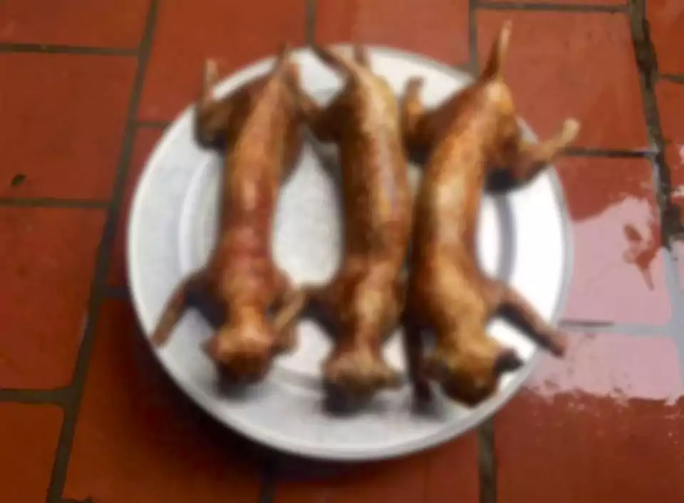 گوشت گربه
