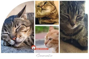 آب دهان گربه