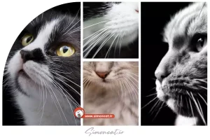 آیا سبیل گربه رشد میکند