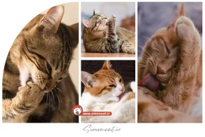 آیا گربه تمیز است