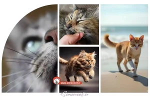 اگر سبیل گربه را بزنیم چه میشود