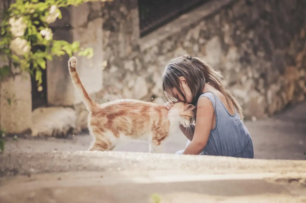 چگونه با گربه بازی کنیم