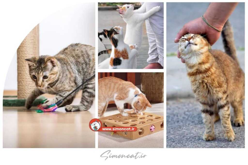 بازی با گربه خیابانی