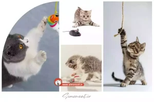 بازی برای گربه خانگی
