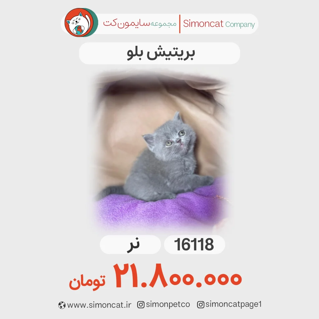 بریتیش بلو کد 16118