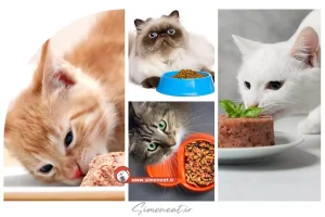 بهترین غذا برای گربه خانگی