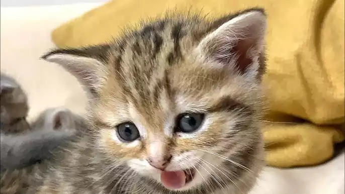 بچه گربه چشم طوسی